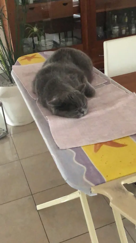 Condolence image of An Paulinchen und Daniela