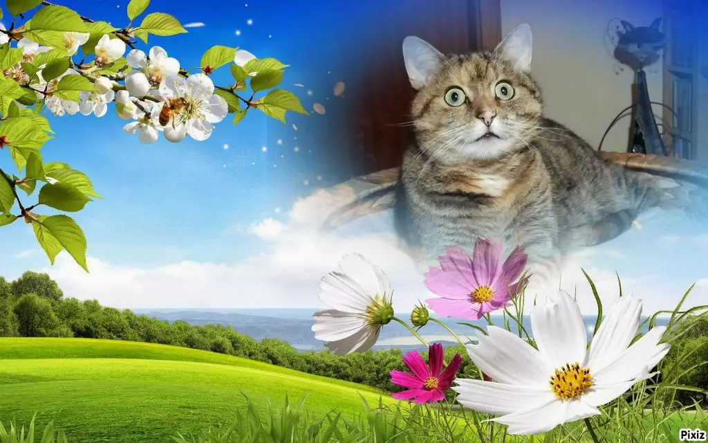 Condolence image of Tanja mit Timmy im Herzen