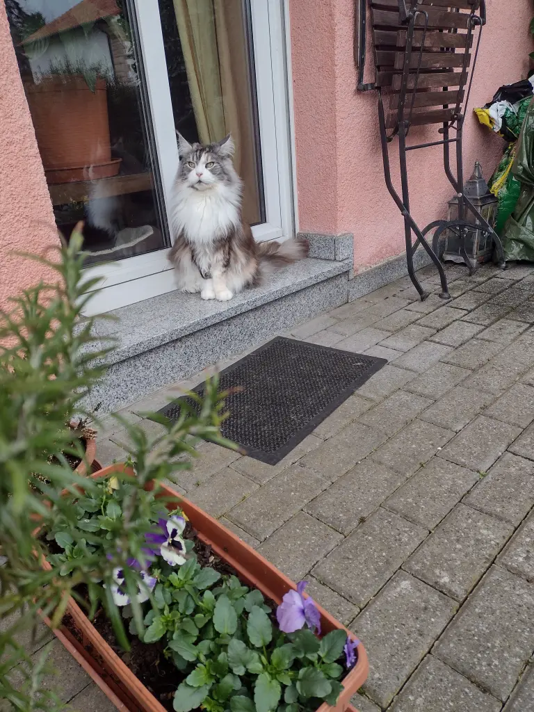 Condolence image of Corinna mit Emma, Jengi, Pummelchen und anderen Sternleine im Herzen