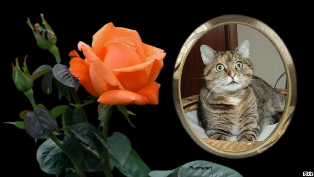 Condolence image of Tanja mit Timmy im Herzen