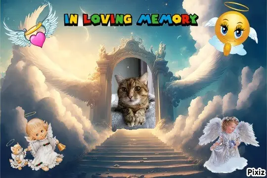 Condolence image of Sternchenpost ⭐