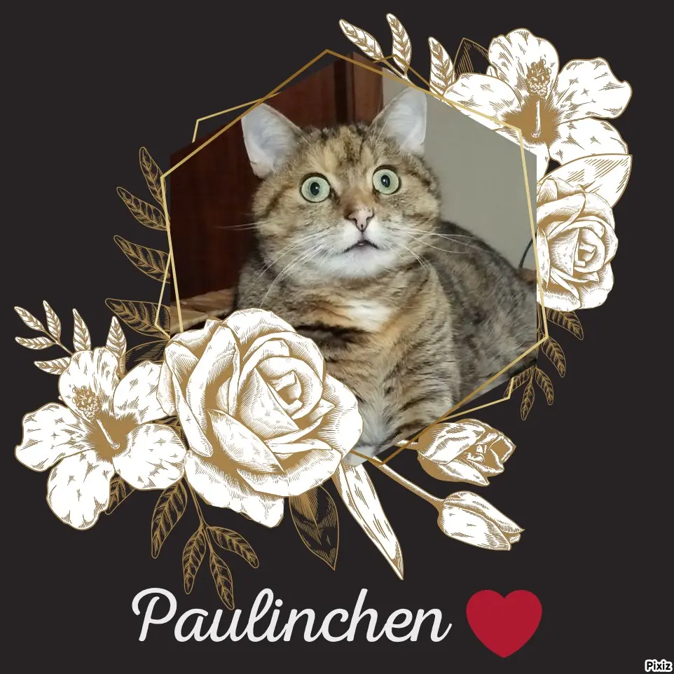 Condolence image of Tanja mit Timmy im Herzen 