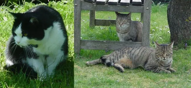 Condolence image of an die Sternenprinzessin Pauline ♥