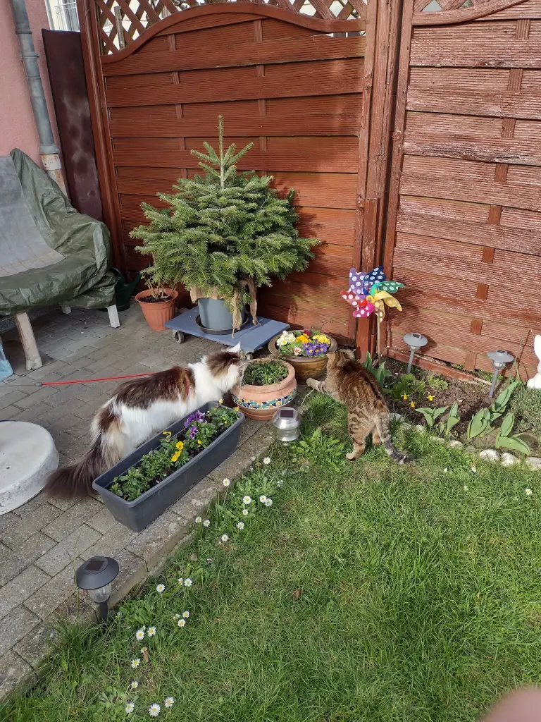 Condolence image of Corinna mit Emma, Jengi, Pummelchen und anderen Sternleine im Herzen
