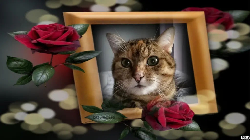 Condolence image of Patricia mit Bunny ❤️ 