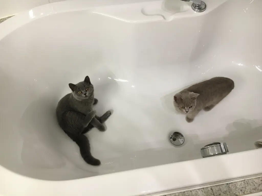 Condolence image of Sonja mit Emma und Benny