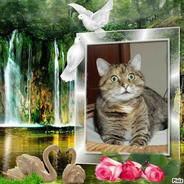 Condolence image of Tanja mit Timmy im Herzen 