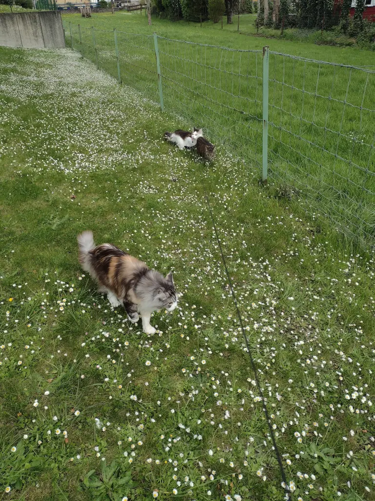 Condolence image of Corinna mit Emma, Jengi, Pummelchen und anderen Sternleine im Herzen