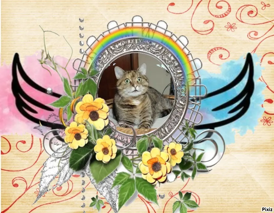 Condolence image of Tanja mit Timmy im Herzen 