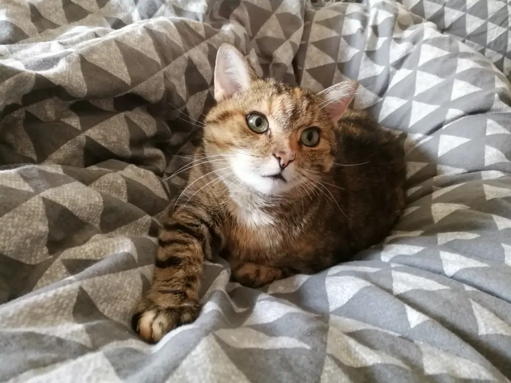 Condolence image of An meinen kleinen Liebling ❤️