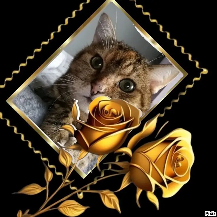 Condolence image of Sternchenpost ⭐