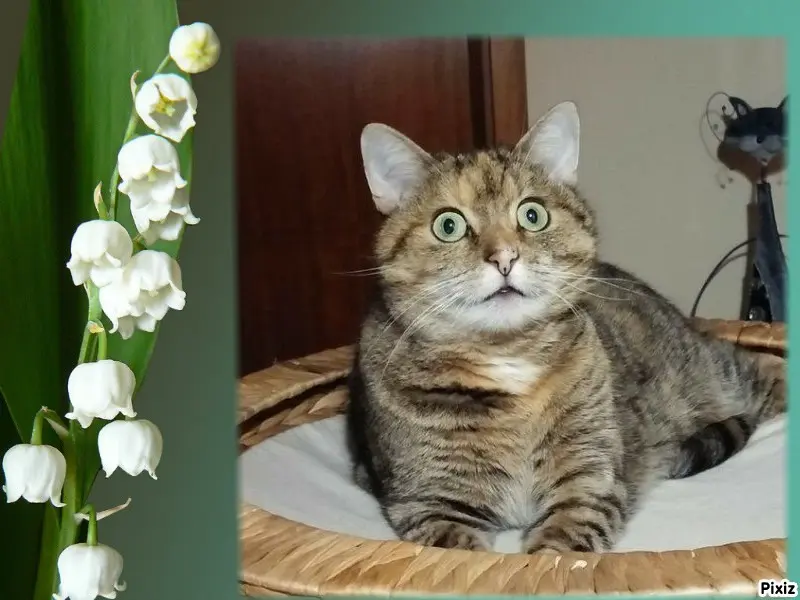 Condolence image of Tanja mit Timmy im Herzen 