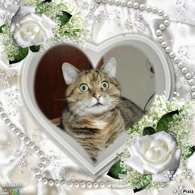 Condolence image of Tanja mit Timmy im Herzen 