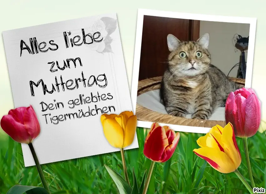 Condolence image of Tanja mit Timmy im Herzen 