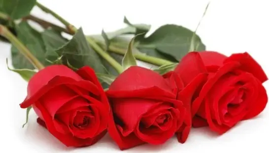 Condolence image of Unbekannt