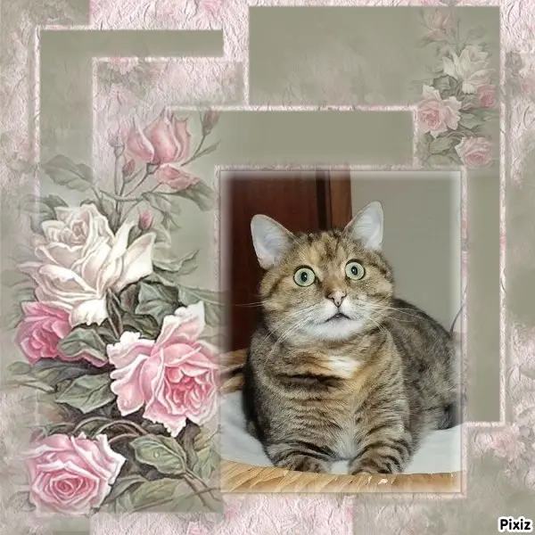 Condolence image of Tanja mit Timmy im Herzen 