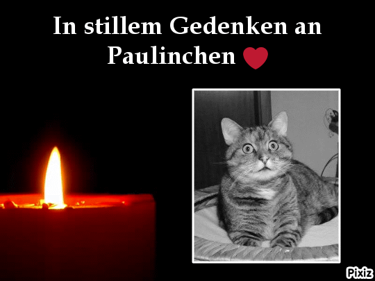 Condolence image of Tanja mit Timmy im Herzen 