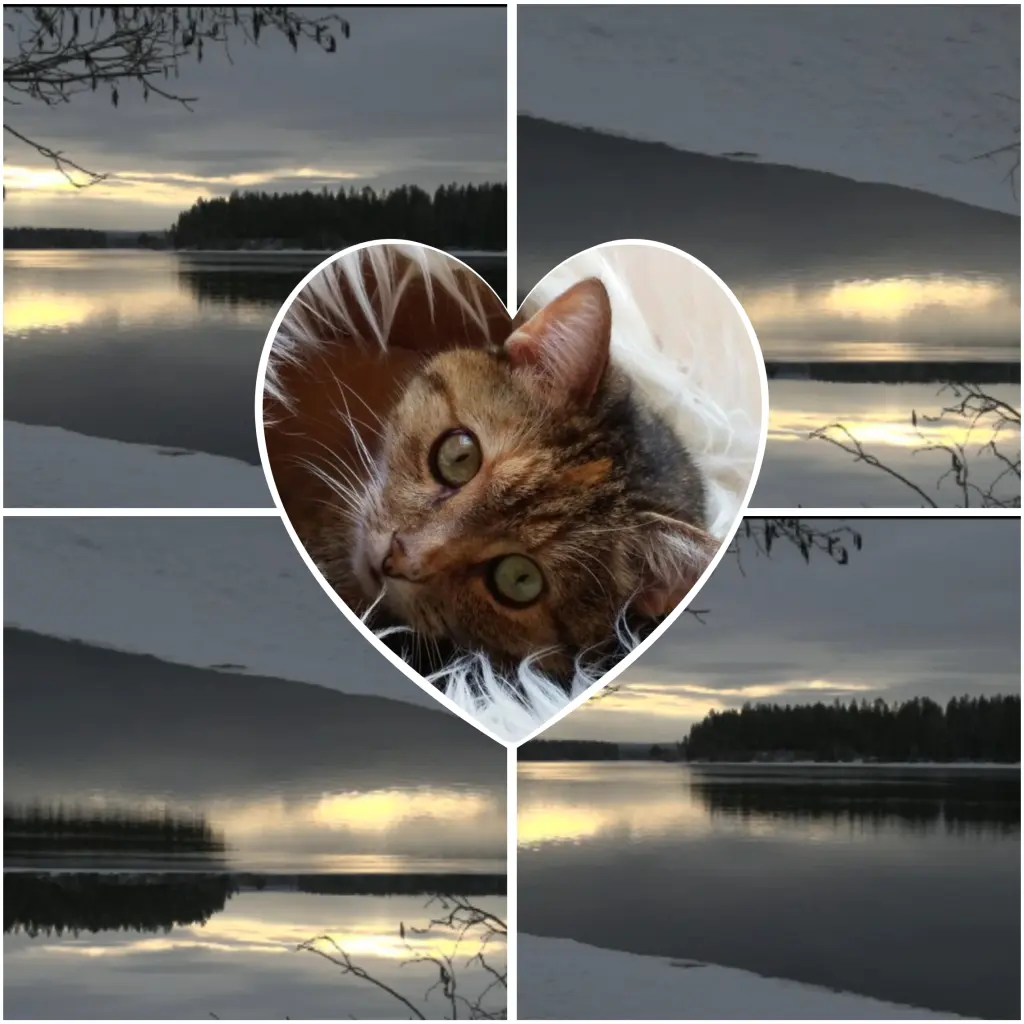 Condolence image of Corinna mit Emma, Jengi, Pummelchen und anderen Sternleine im Herzen