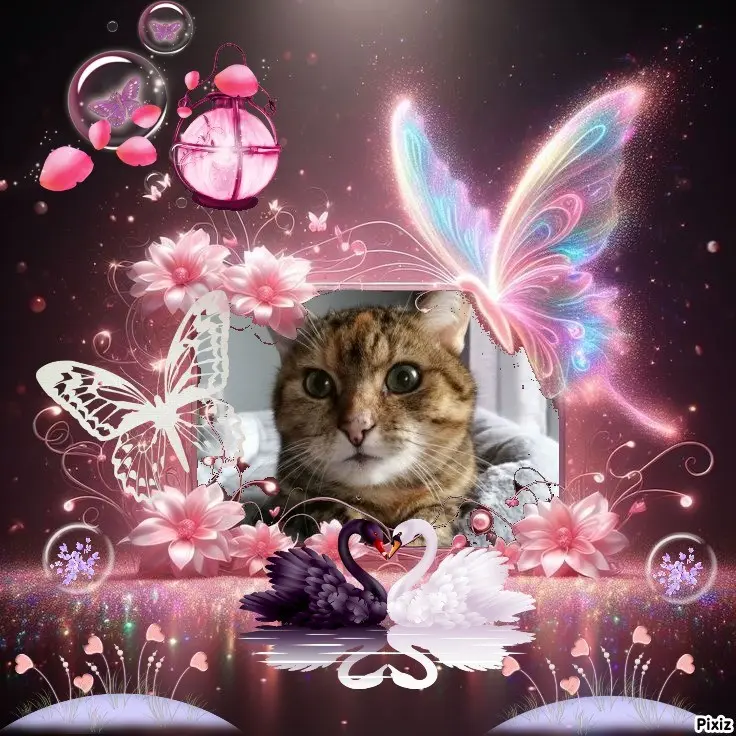 Condolence image of Sternchenpost ⭐