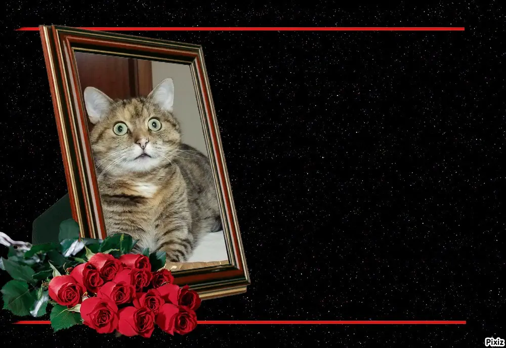 Condolence image of Tanja mit Timmy im Herzen