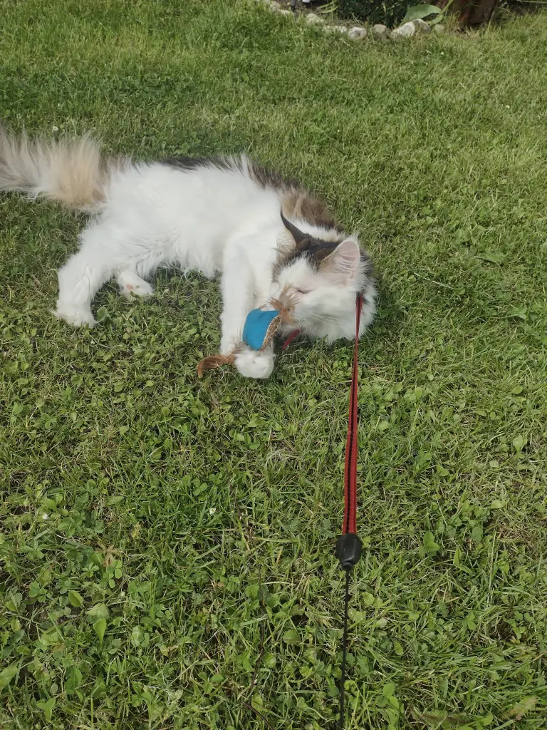Condolence image of Corinna mit Emma, Jengi, Pummelchen und anderen Sternleine im Herzen