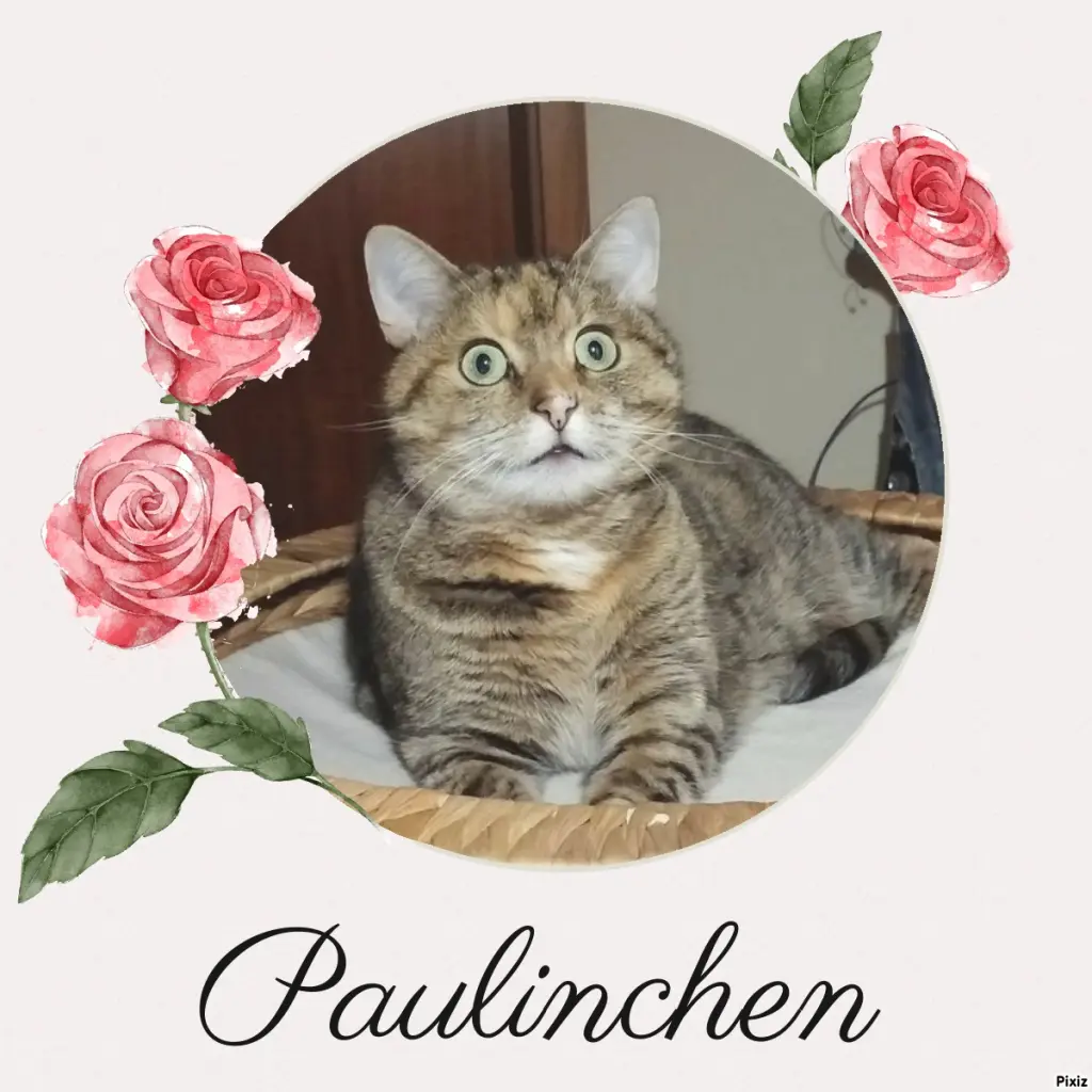 Condolence image of Tanja mit Timmy im Herzen