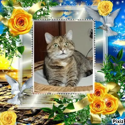 Condolence image of Tanja mit Timmy im Herzen 