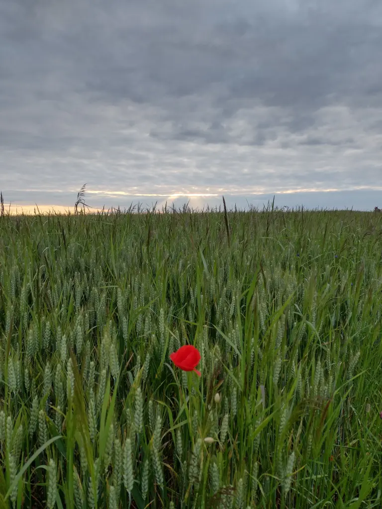 Condolence image of Corinna mit Emma, Jengi, Pummelchen und anderen Sternleine im Herzen