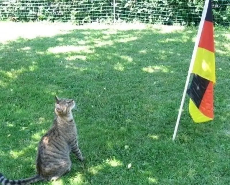 Condolence image of Sternchenpost an Paulinchen ♥