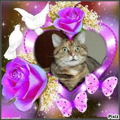 Condolence image of Tanja mit Timmy im Herzen 