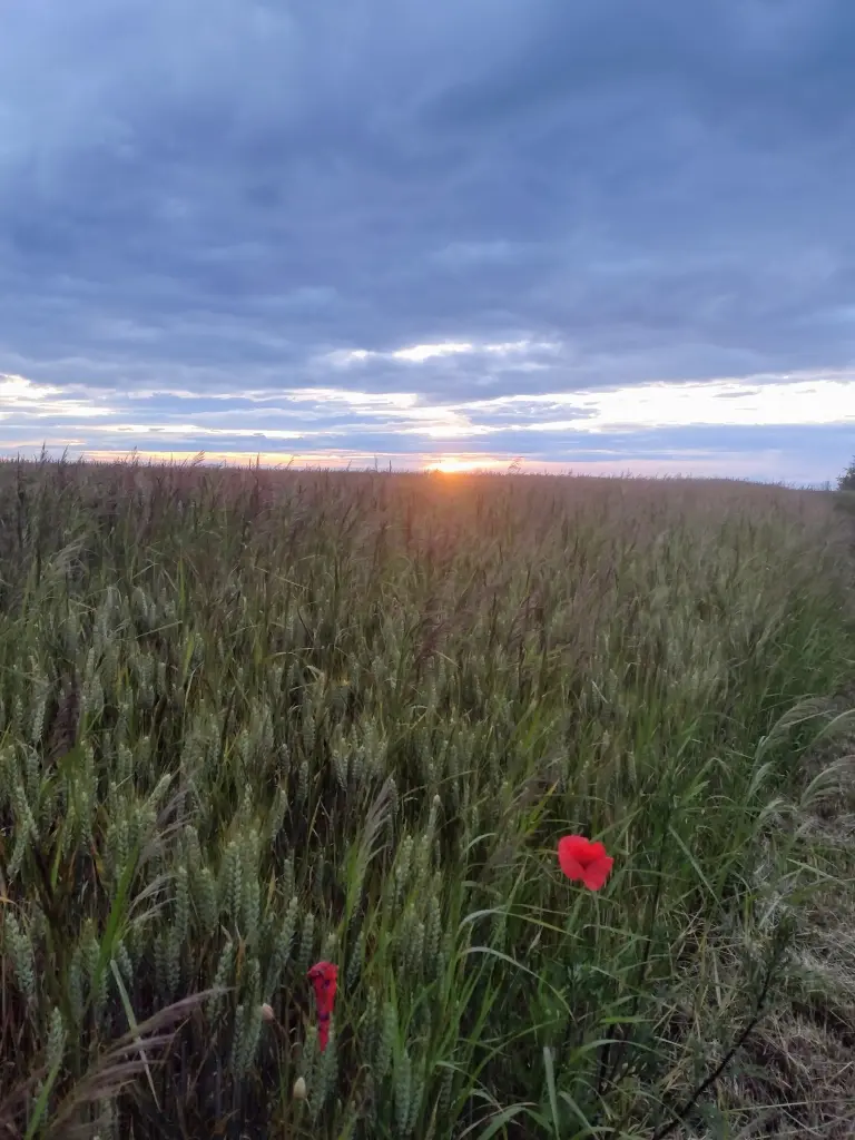 Condolence image of Corinna mit Emma, Jengi, Pummelchen und anderen Sternleine im Herzen