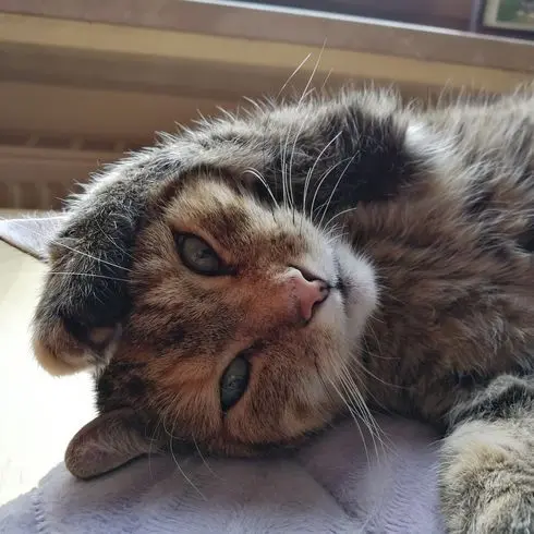 Condolence image of an die Sternenprinzessin Pauline ♥