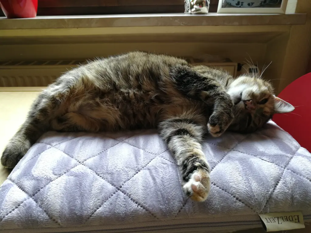 Condolence image of Für mein Tigermädchen ❤️