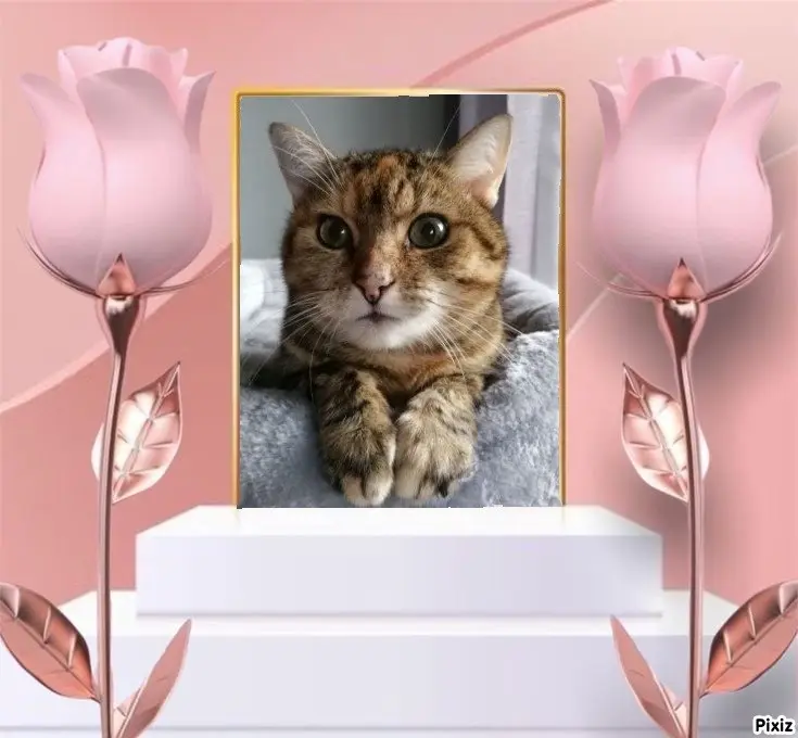 Condolence image of Sternchenpost ⭐