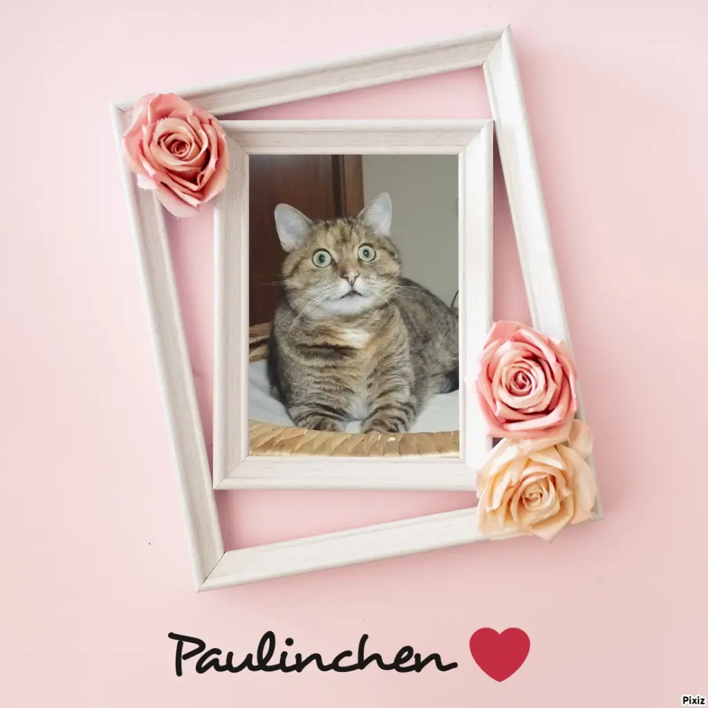 Condolence image of Tanja mit Timmy im Herzen 