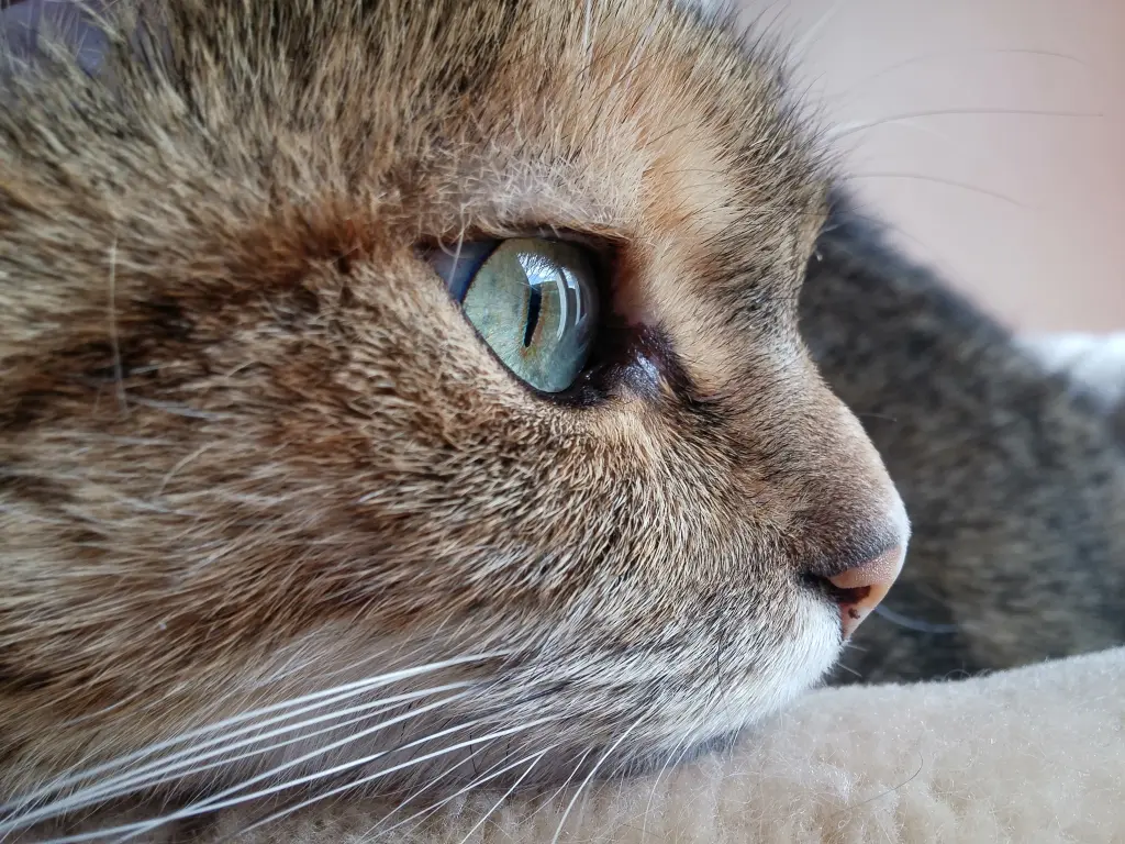 Condolence image of Für mein Tigermädchen ❤️