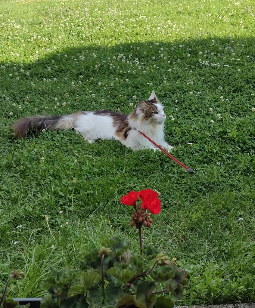 Condolence image of Corinna mit Emma, Jengi, Pummelchen und anderen Sternleine im Herzen