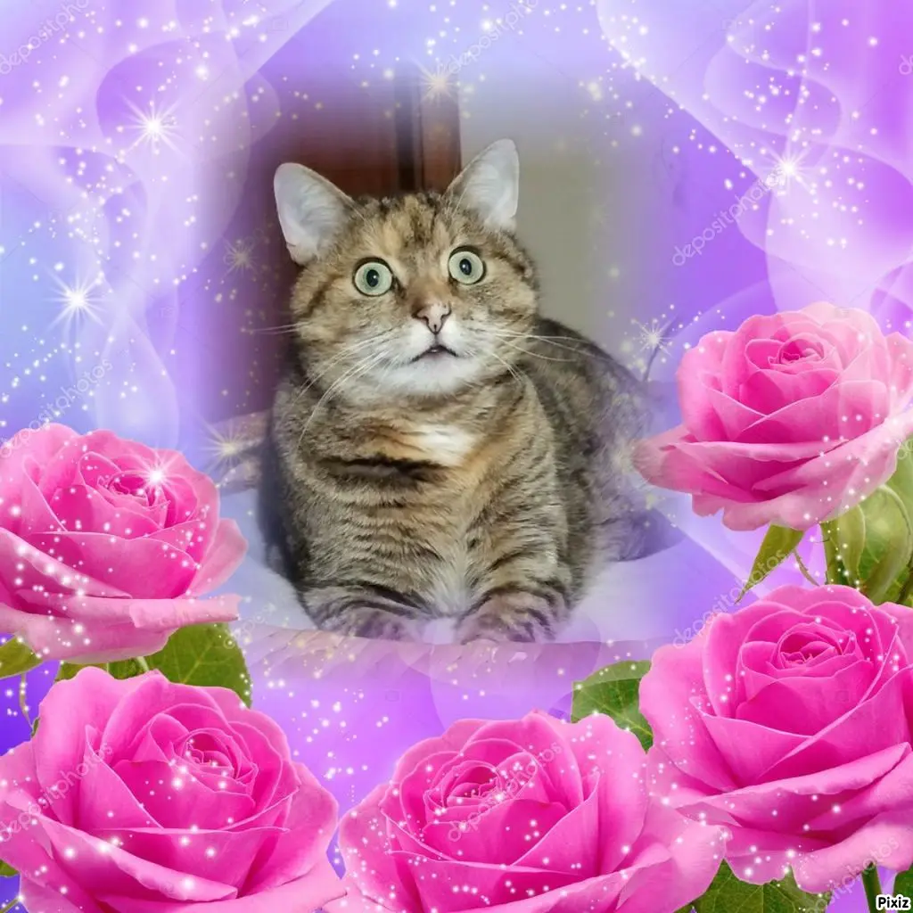 Condolence image of Tanja mit Timmy im Herzen 