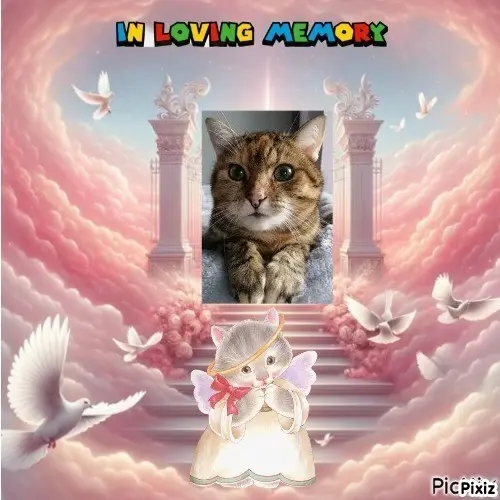 Condolence image of Sternchenpost ⭐