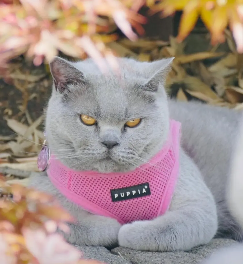 Condolence image of Carmen, Eleas Mami