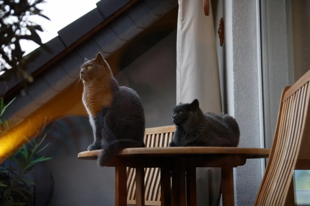 Condolence image of Für Paulinchen ❤️ von Dodo