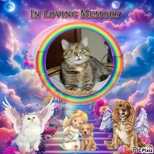 Condolence image of Tanja mit Timmy im Herzen 