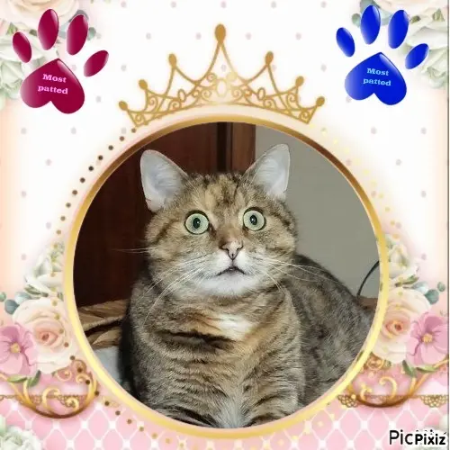 Condolence image of Tanja mit Timmy im Herzen 