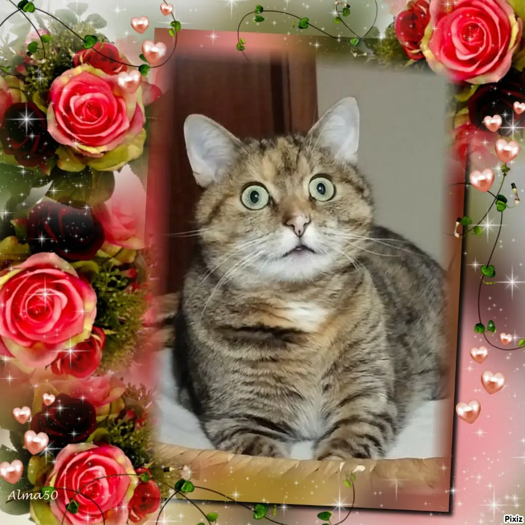 Condolence image of Tanja mit Timmy im Herzen 