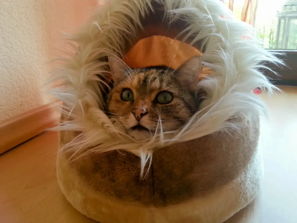 Condolence image of von deiner Mama Daniela ❤️