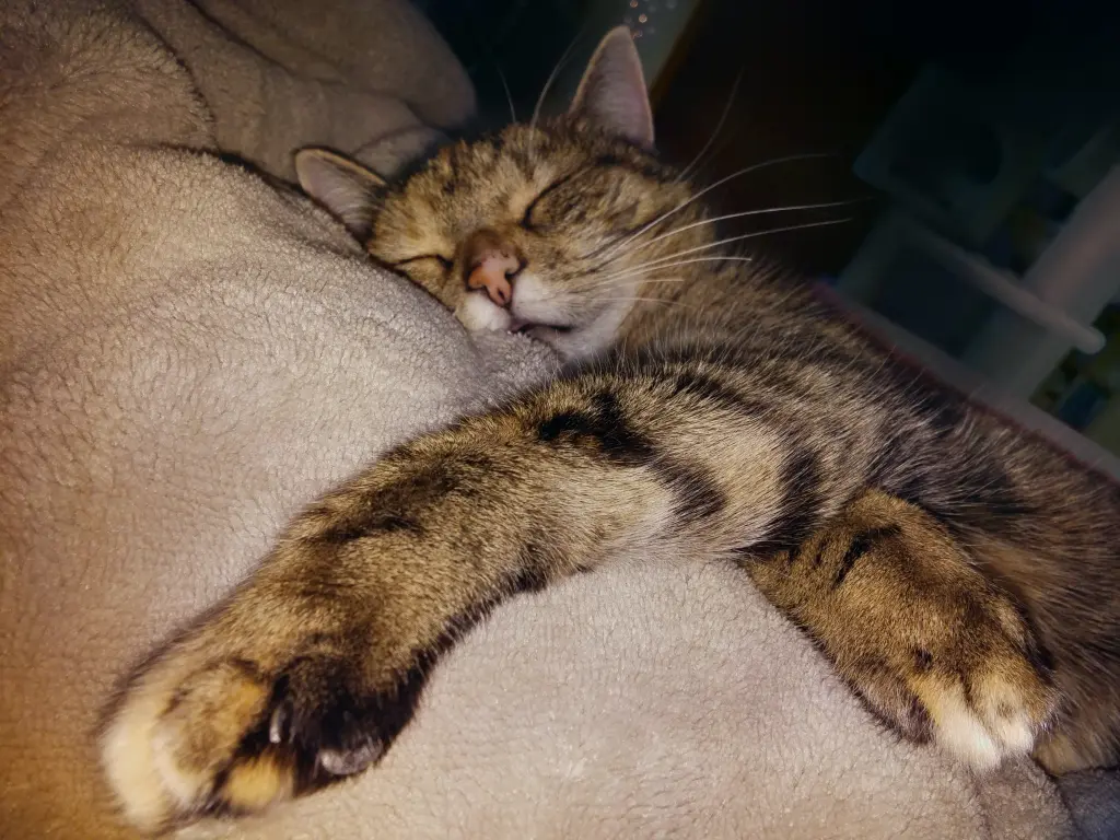 Condolence image of Für mein Paulinchen ❤️