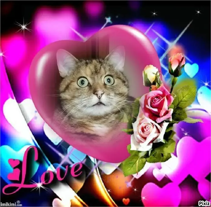 Condolence image of Tanja mit Timmy im Herzen 