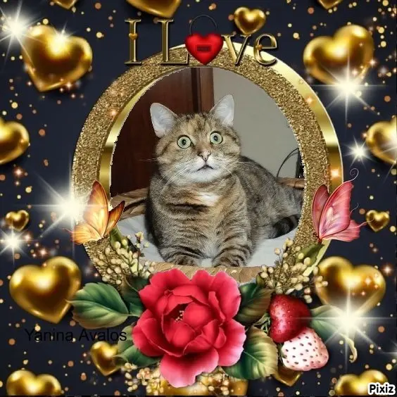 Condolence image of Tanja mit Timmy im Herzen 