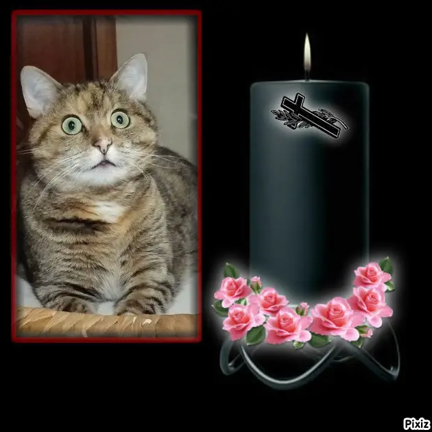 Condolence image of Tanja mit Timmy im Herzen 