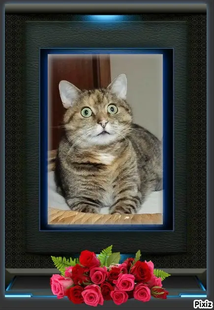 Condolence image of Tanja mit Timmy im Herzen 